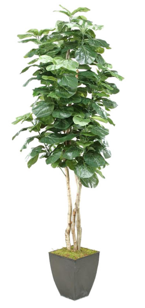 8' Fiddle Leaf Fig Tree