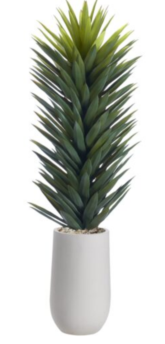 Agave Sisalane