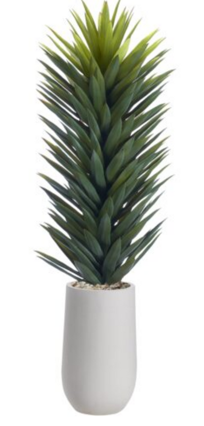 Agave Sisalane