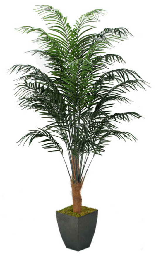 8' Dwarf Palm